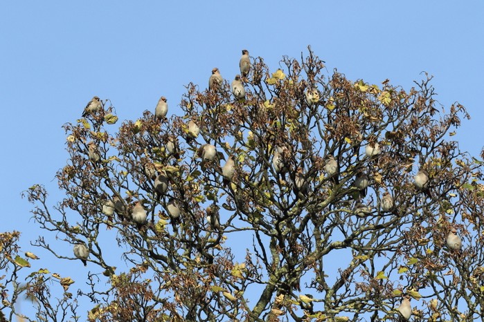 Waxwing