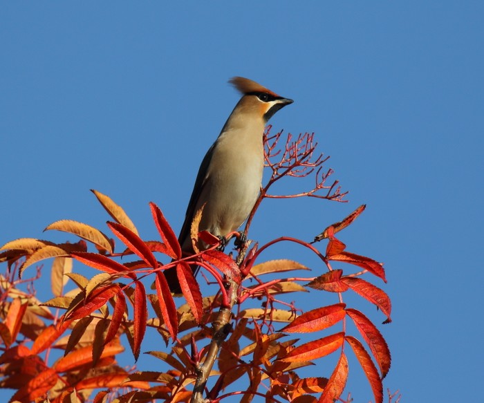 Waxwing