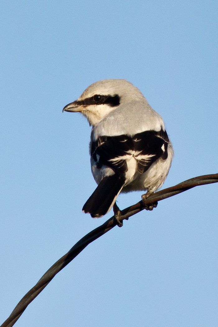 Great Grey Shrike