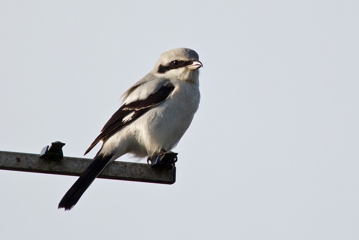 Great Grey Shrike