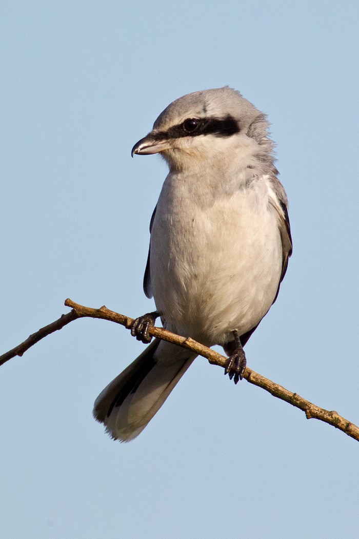 Great Grey Shrike