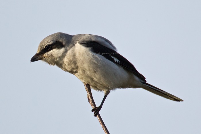 Great Grey Shrike