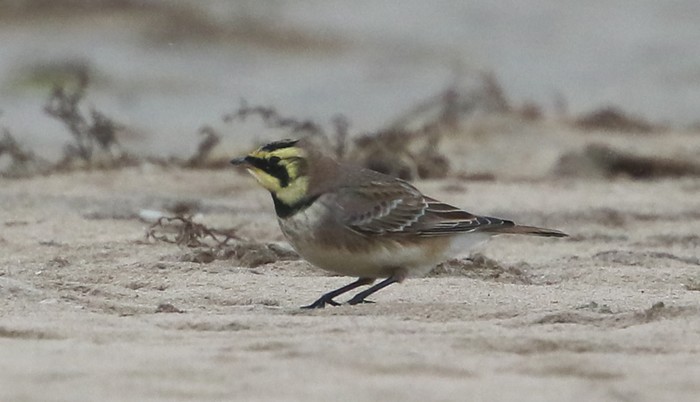 Shorelark