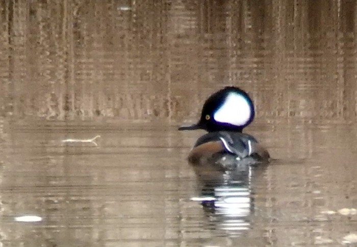 Hooded Merganser