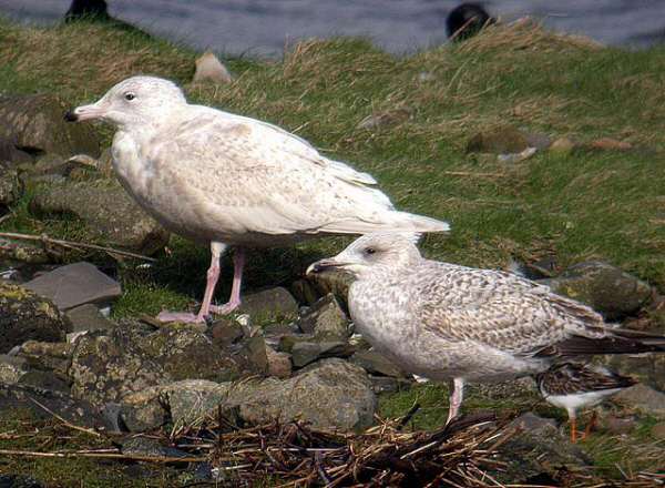 Glaucous Gull