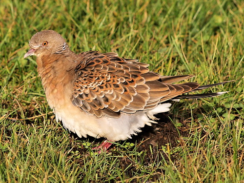 Western Rufous Turtle Dove