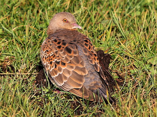 Western Rufous Turtle Dove