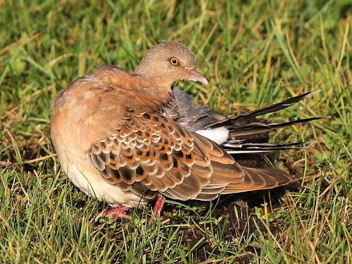 Western Rufous Turtle Dove