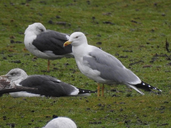 Yellow-legged Gull
