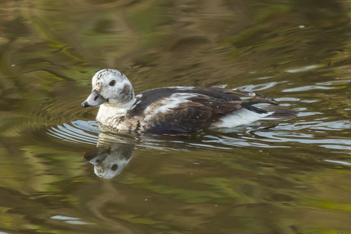 Long-tailed Duck