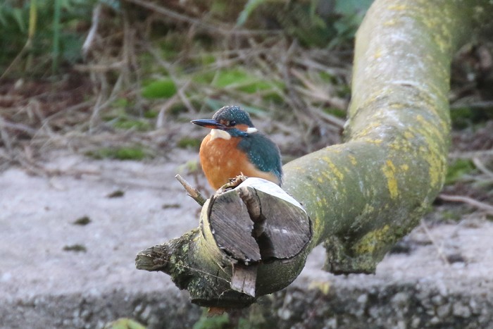 Kingfisher