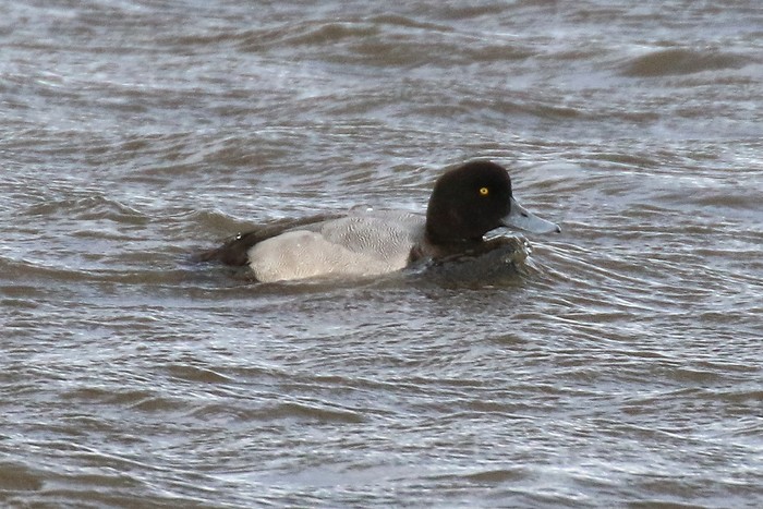 Scaup