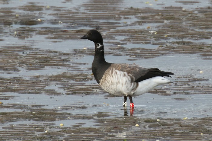 Pale-bellied Brent Goose