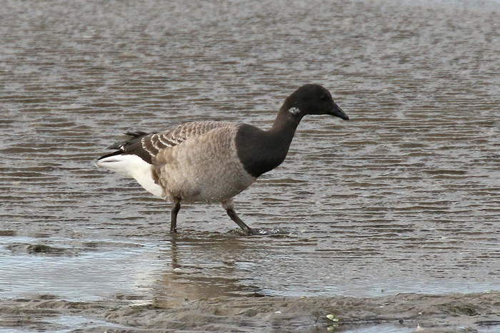 Pale-bellied Brent Goose