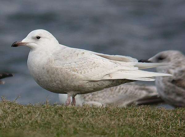 Iceland Gull