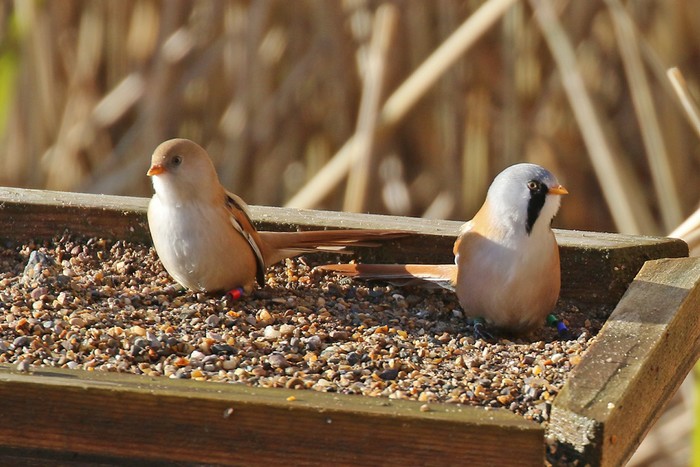 Bearded Tit