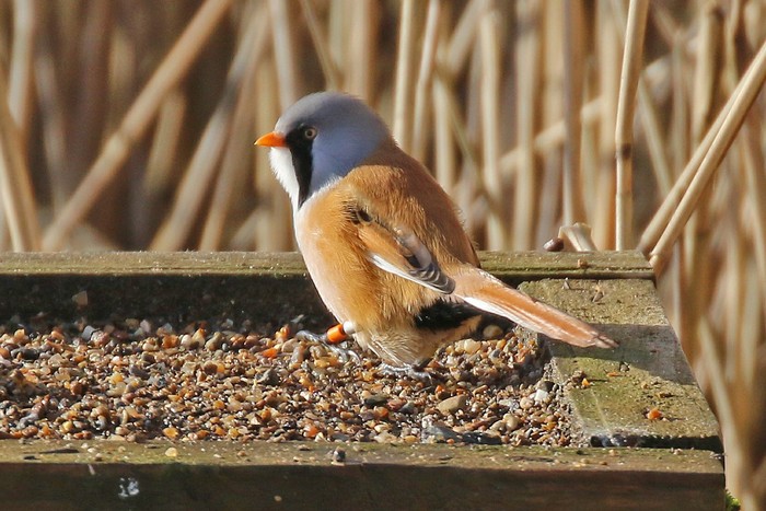 Bearded Tit