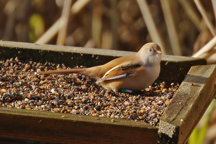 Bearded Tit