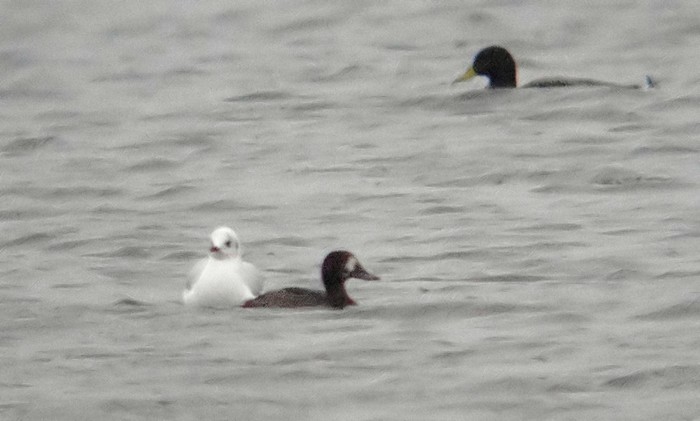 Scaup