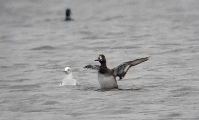 Scaup