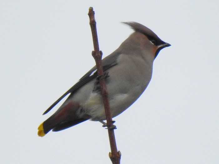 Waxwing