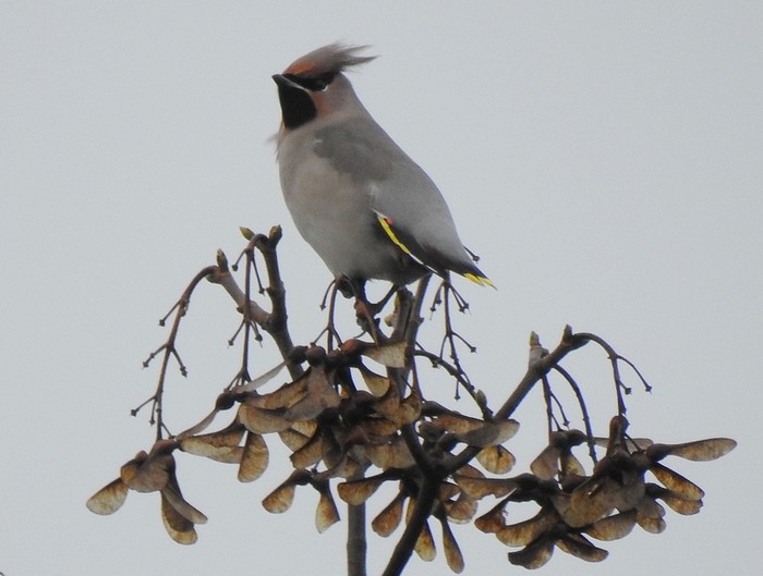 Waxwing