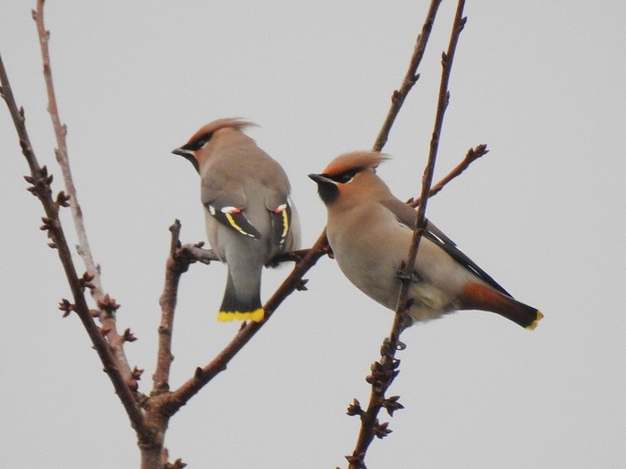 Waxwing