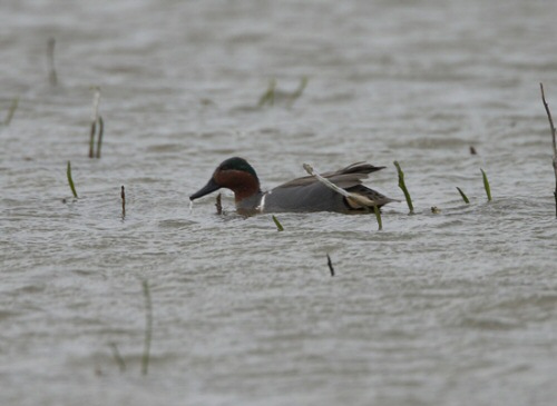 Green-winged Teal