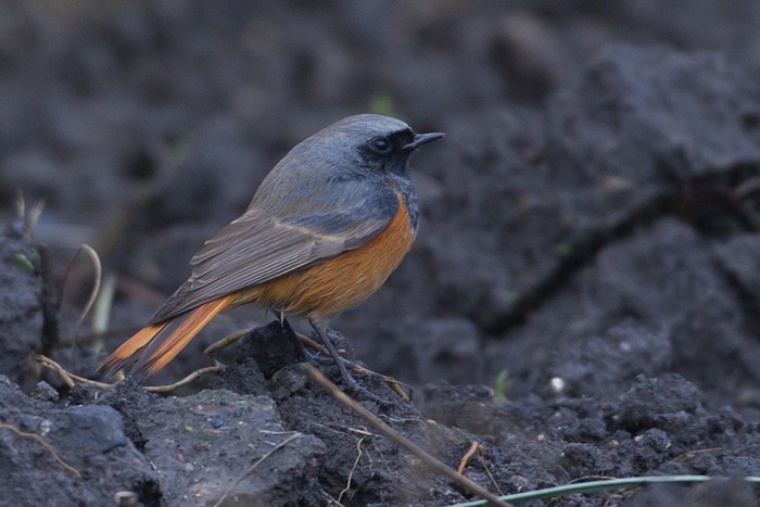 Eastern Black Redstart