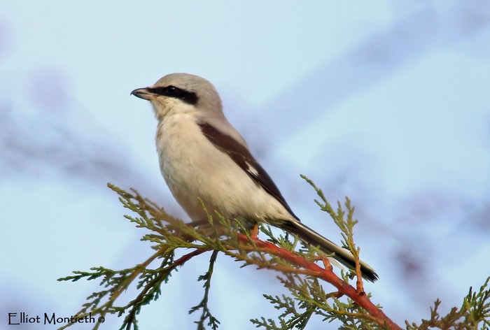 Great Grey Shrike