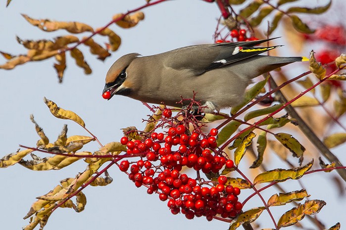 Waxwing