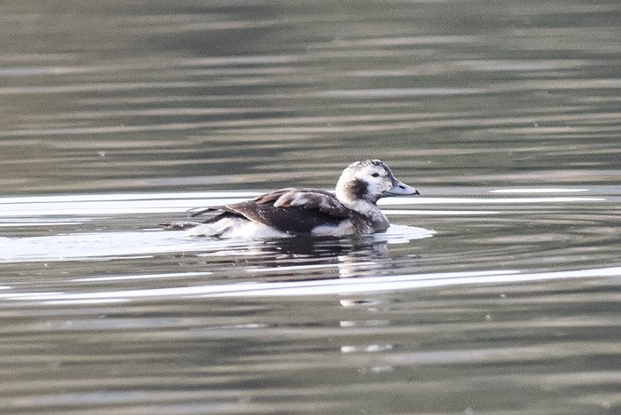 Long-tailed Duck