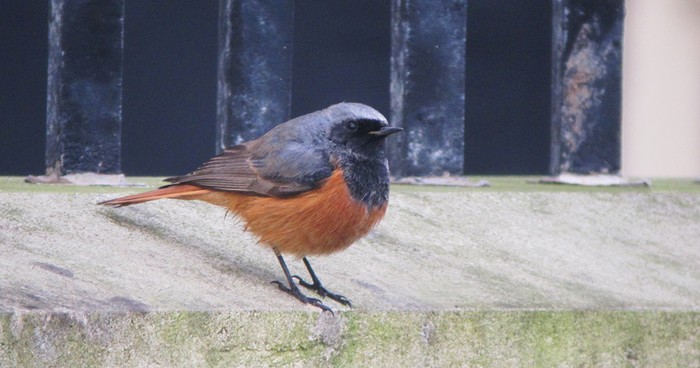 Eastern Black Redstart