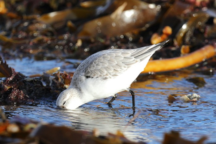 Sanderling