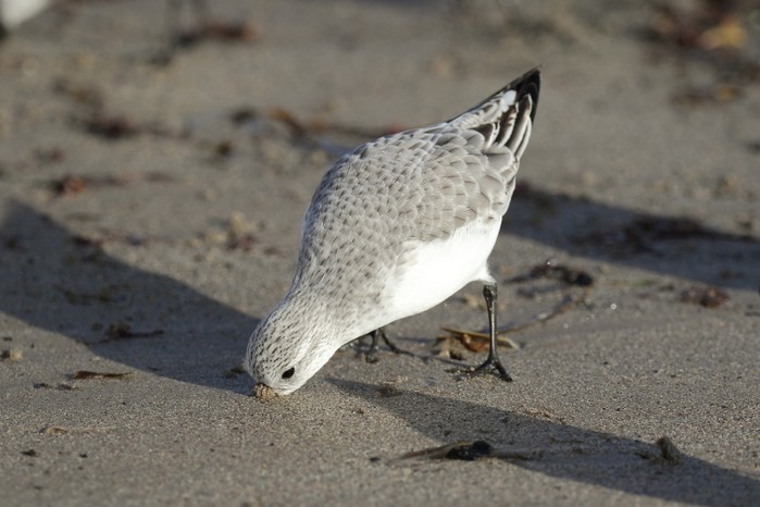 Sanderling