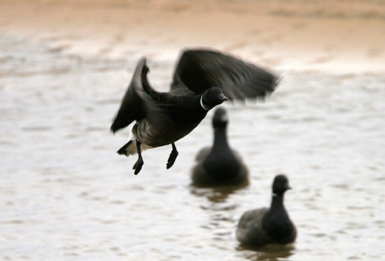 Black Brant