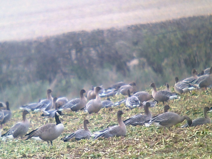 Todd's Canada Goose