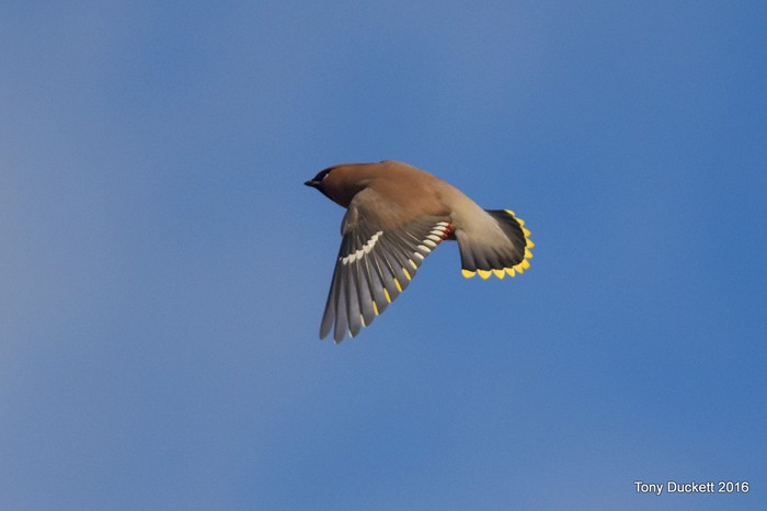 Waxwing