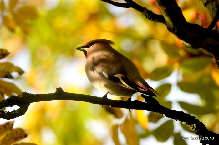 Waxwing
