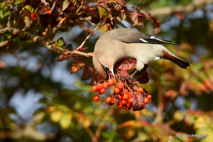 Waxwing