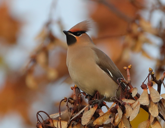 Waxwing