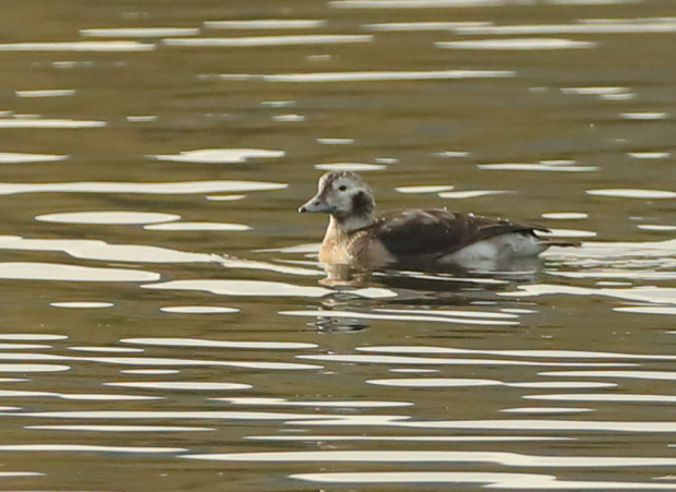 Long-tailed Duck