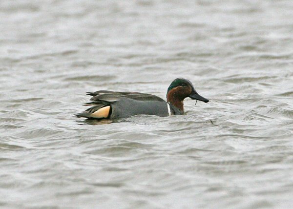 Green-winged Teal