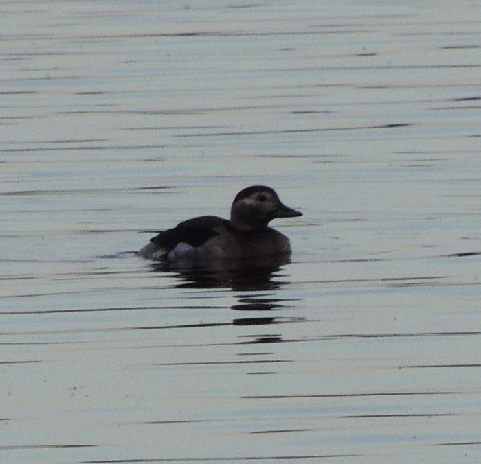 Long-tailed Duck