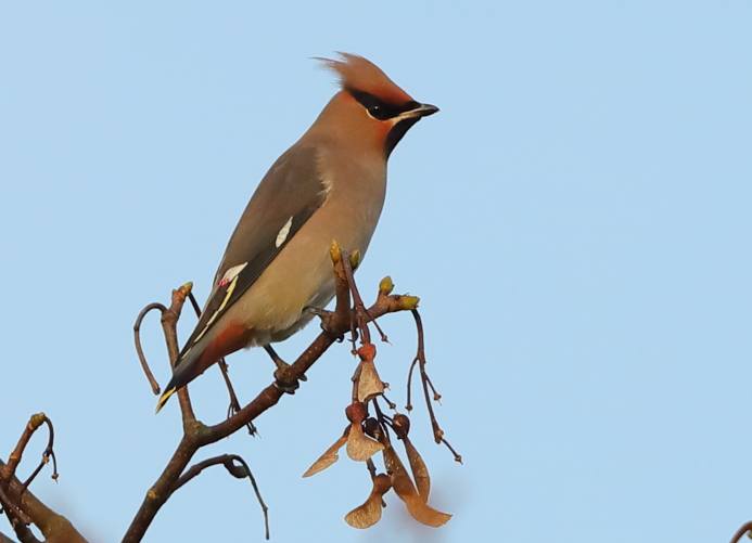 Waxwing