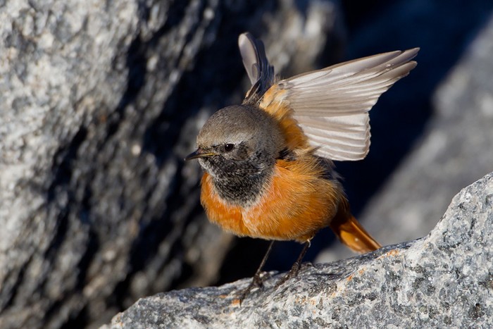 Eastern Black Redstart