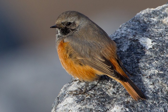 Eastern Black Redstart