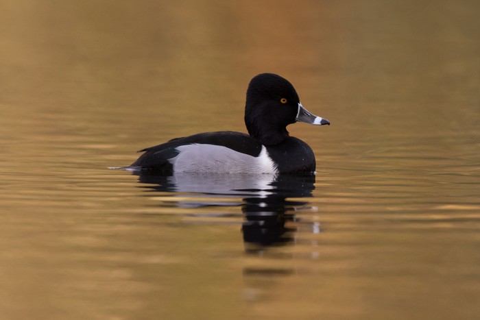 Ring-necked Duck