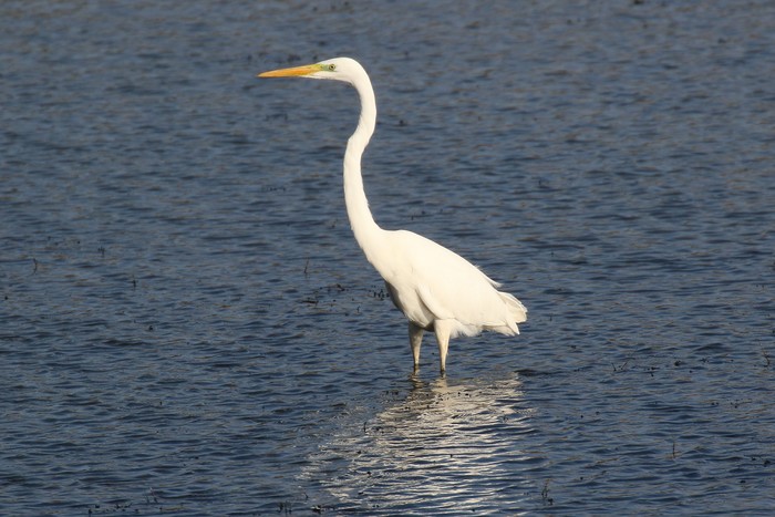 Great White Egret