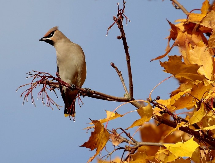 Waxwing